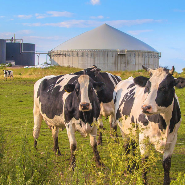 Biogas - Cows